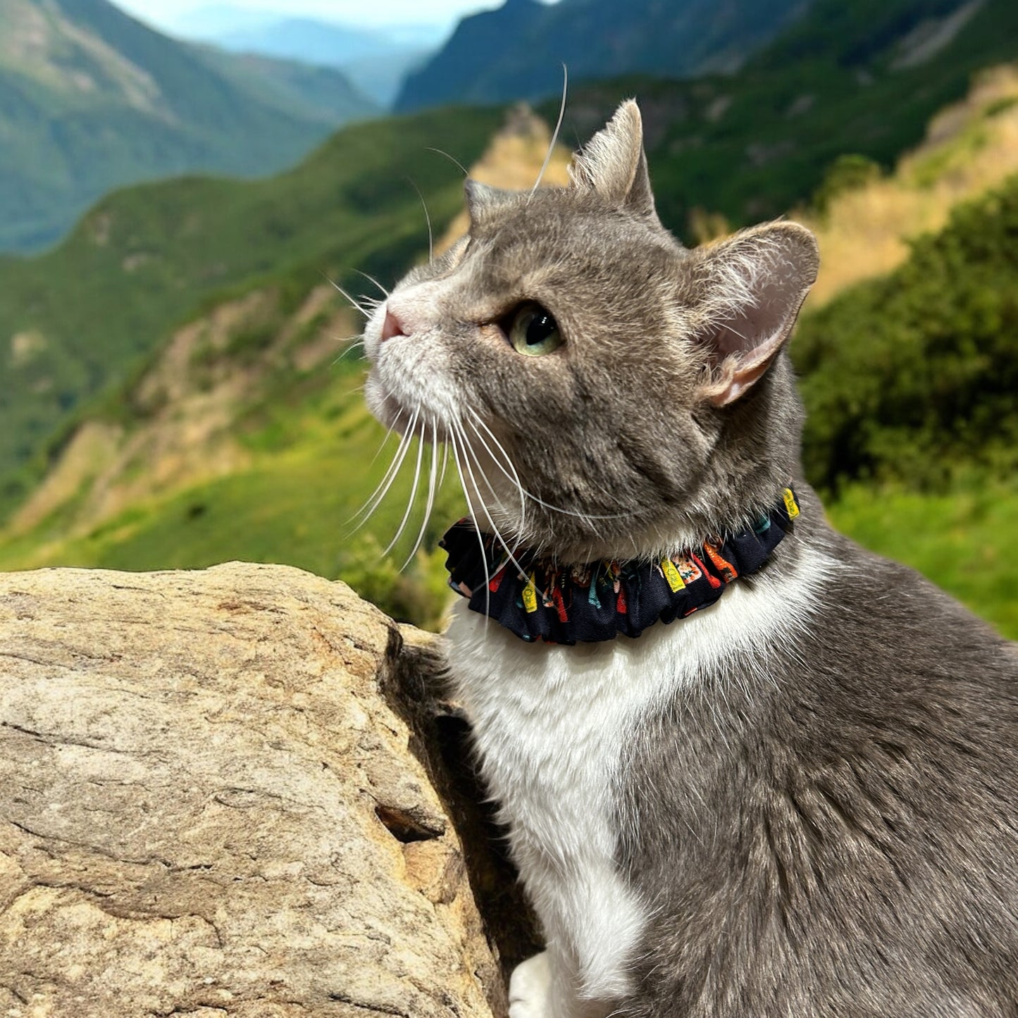 MeowBand Elastic Cat Collar-Litcharm