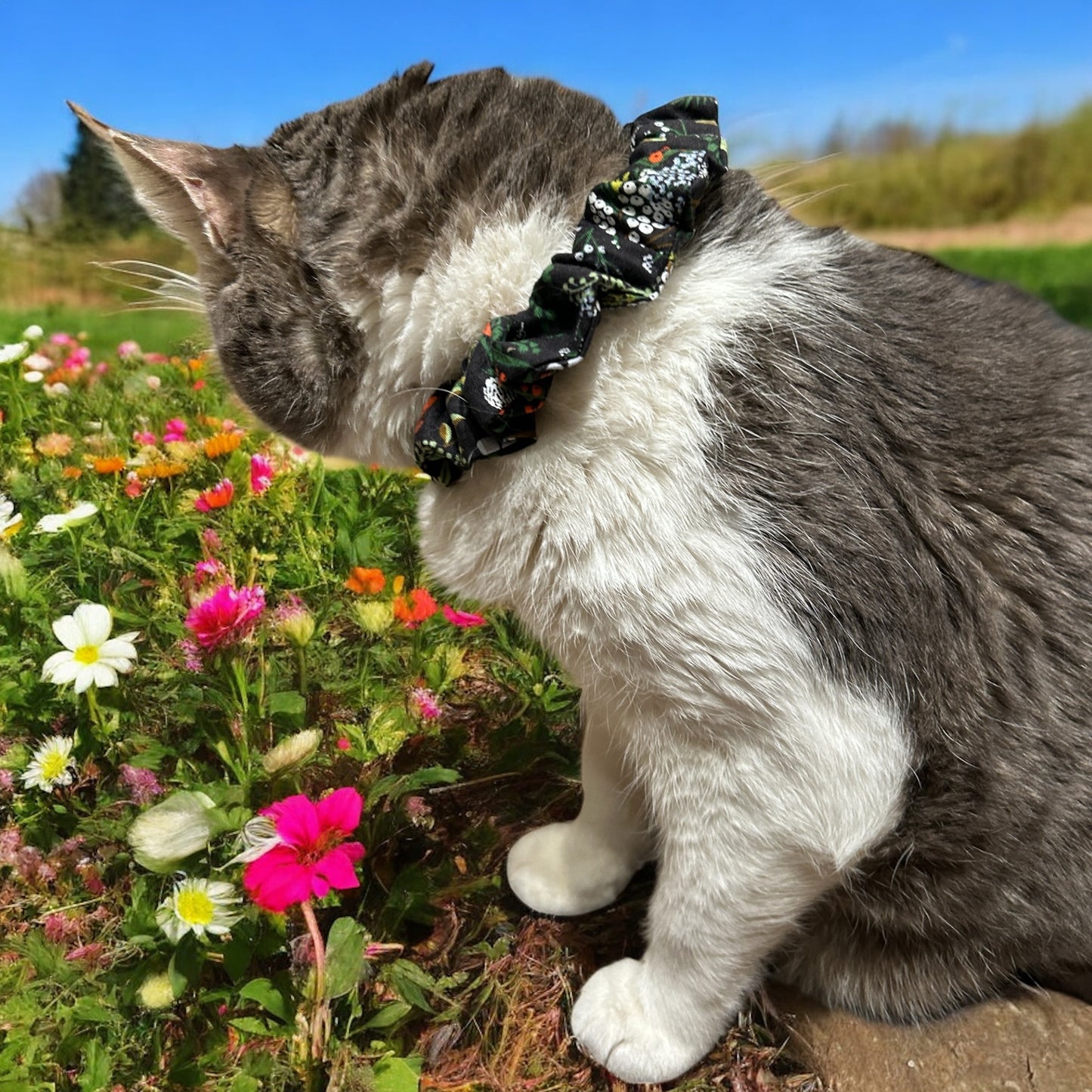 MeowBand Elastic Cat Collar-WhisperingGrove