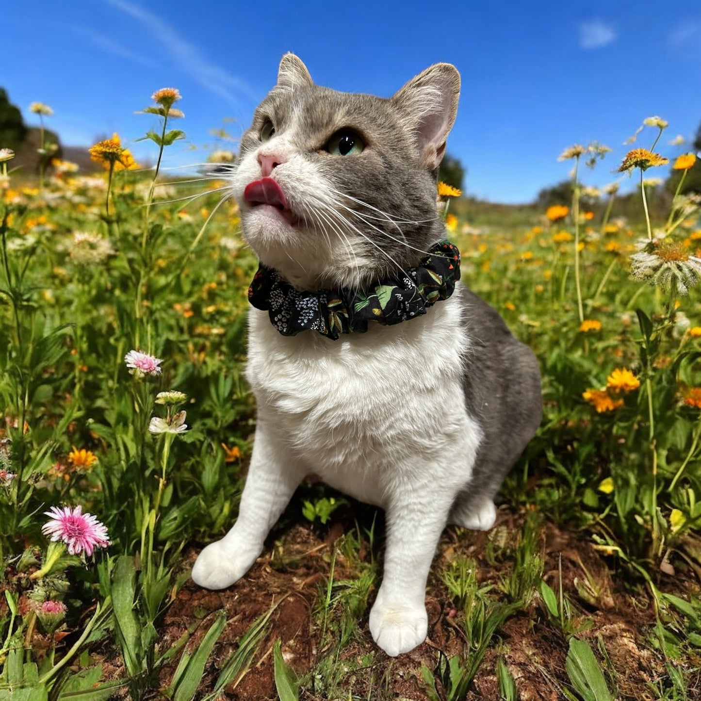 MeowBand Elastic Cat Collar-WhisperingGrove