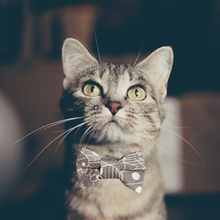 Load image into Gallery viewer, Cove Cat Bow Tie-Seafoam