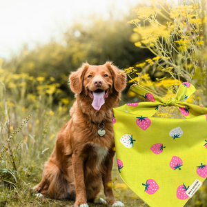 Maggie Dog Bandana Tie Back - Yellowy & Strawberry