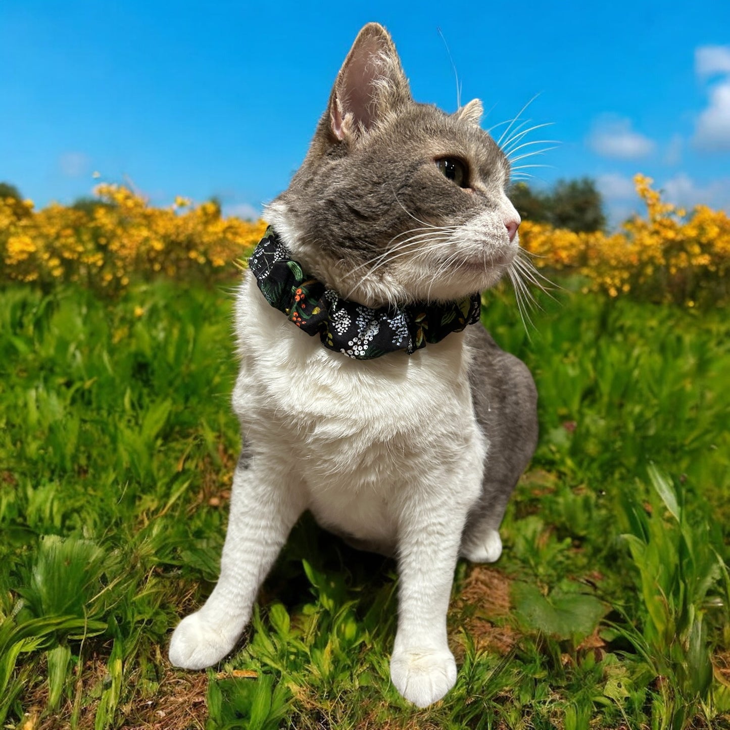 MeowBand Elastic Cat Collar-WhisperingGrove