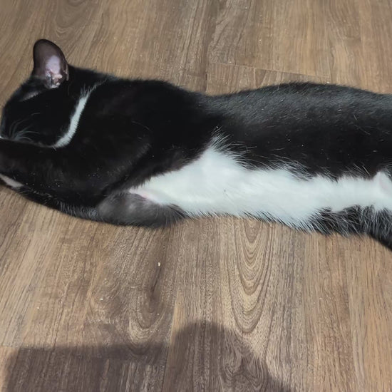 A close-up of a large square catnip pouch toy on a clean white background. The pouch is crafted from durable cotton fabric in a modern vintage typewriter print with vibrant colors. It measures approximately 5.5 x 5 inches, plumply stuffed with potent organic catnip and features a hidden crinkle nose inside for added sound play. Simple, sturdy stitching along the edges ensures long-lasting fun for kicking, wrestling, and cuddling. Handmade with love.
